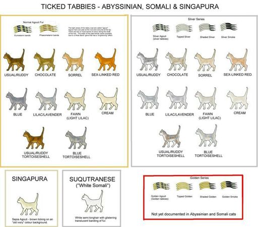 Cat genetics guide | Wiki | Warriors Amino