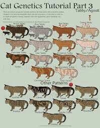 Cat genetics guide | Wiki | Warriors Amino