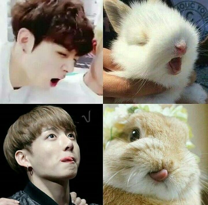 Kookie & Bunny | ARMY's Amino