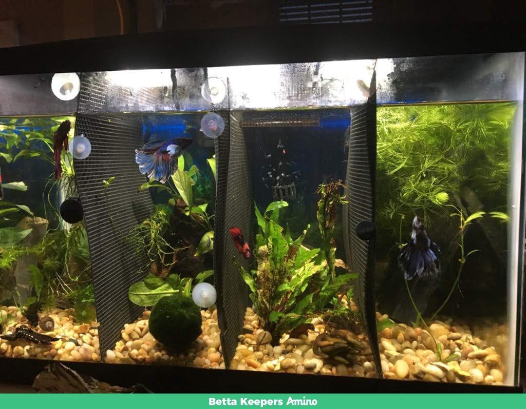 What You Need To Know About Divided Tanks Betta Keepers Amino