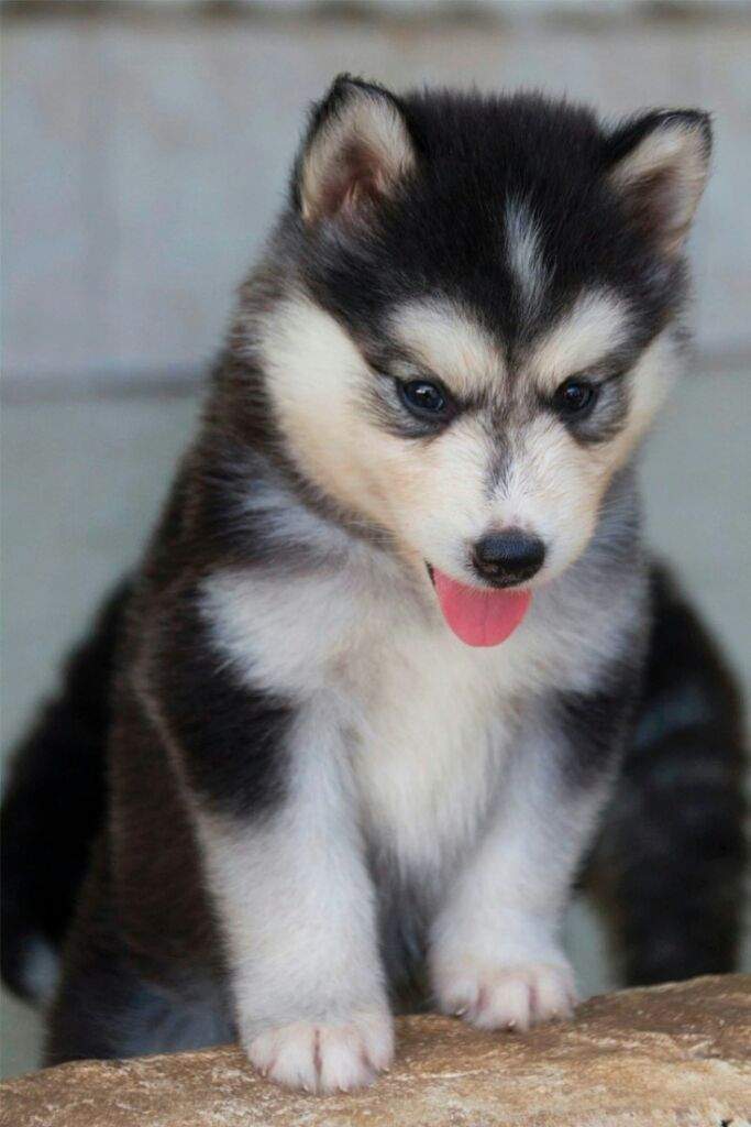 Husky siberiano | Wiki | Perritos Amino