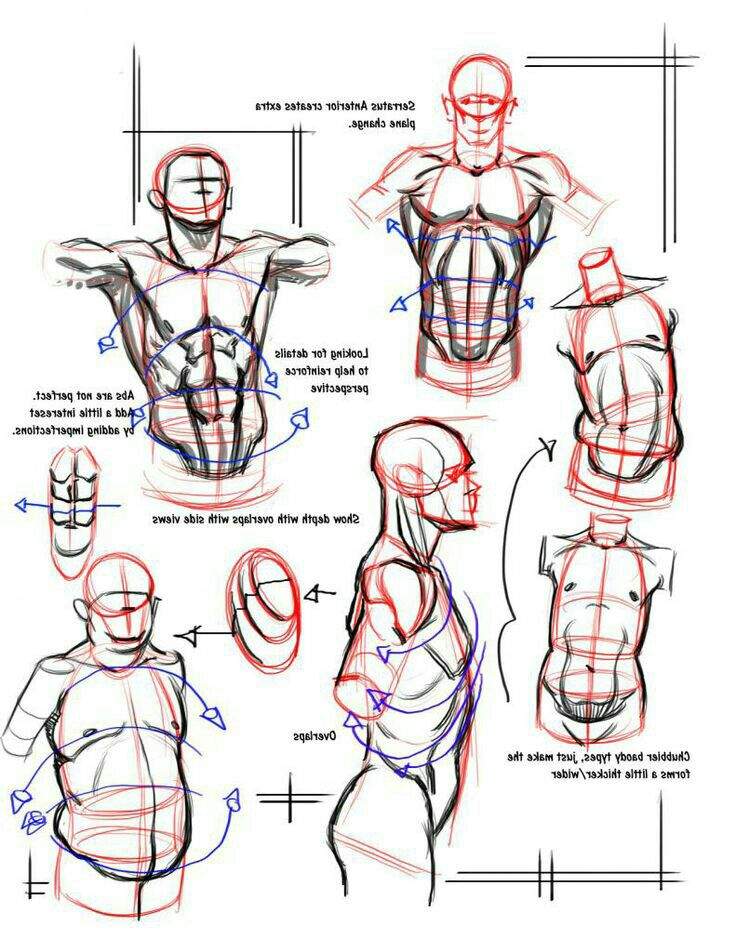 Corpo Masculino Tutorial Wiki Desenhistas Do Amino Amino