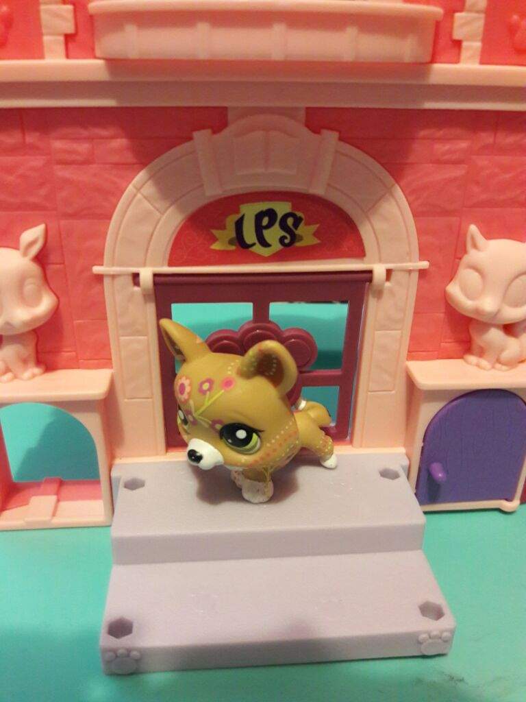 Lps Corgi | Wiki | LPS Amino