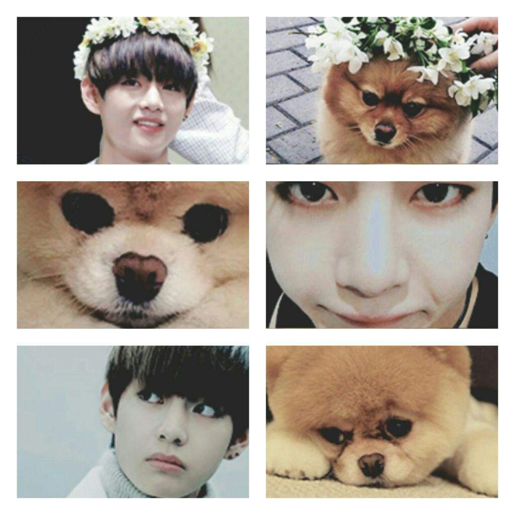 BTS & Animales 」Las Mascotas De Bangtan + BTS Como Animales 🐶🐱🐰 | ARMY ...