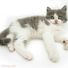 amino-adderpaw the adorable tabby-cdf3202a