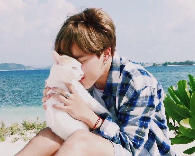 jimin x cat .. | Park Jimin Amino