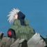 amino-Kakashi Hatake-983d44de