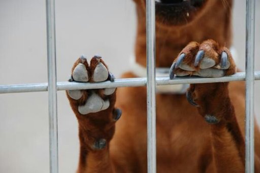 Perros débiles mayores piernas traseras en