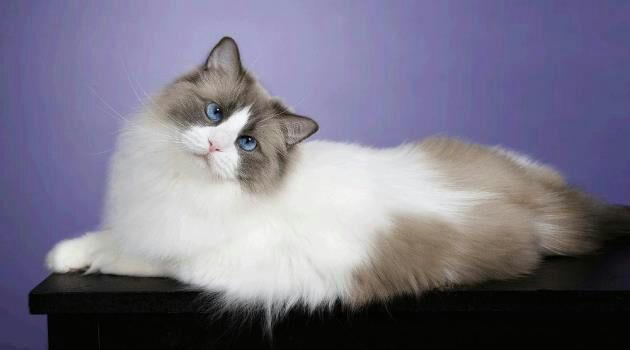 View Flame Lynx Ragdoll Cats Collection