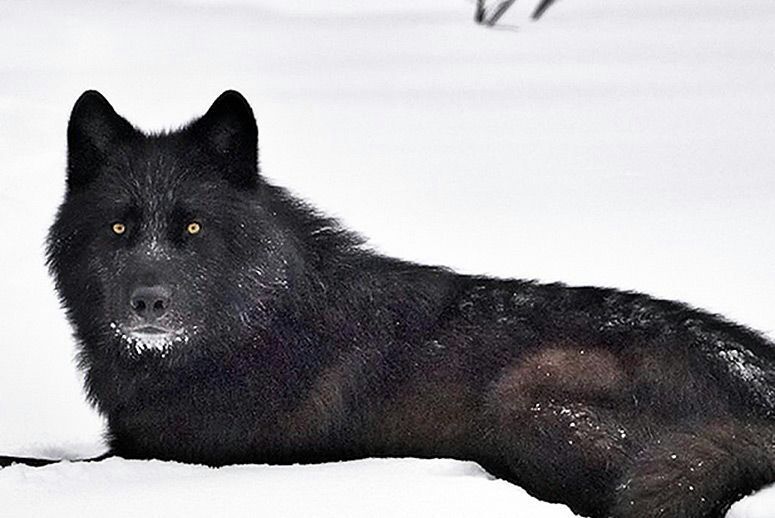 Alexander Archipelago Wolf | Wolf Pack Amino Amino