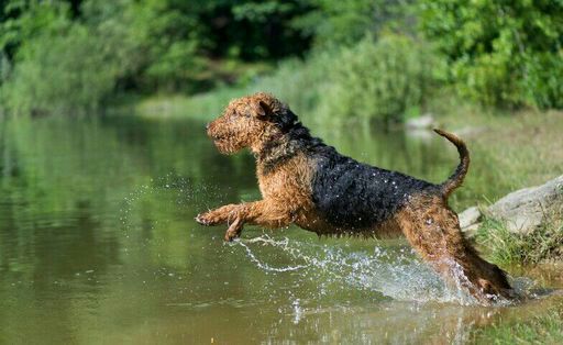 airedale terrier dogs 101