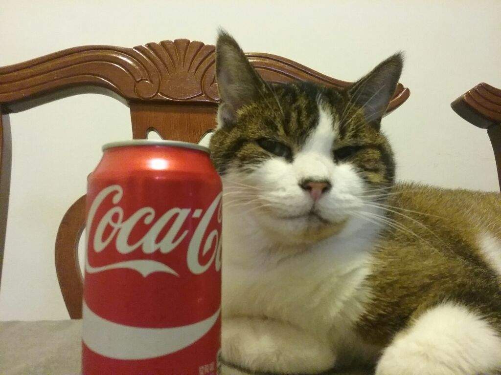 Rogelio Bebiendo Coca Colas | GatosLovers Amino