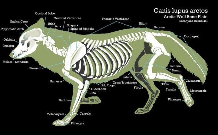 Arctic Wolf Wiki Wild Animals Amino