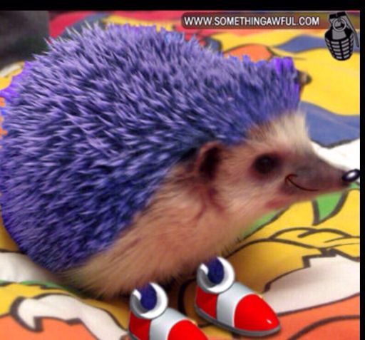 It's sonic in real life | Sonic the Hedgehog! Amino