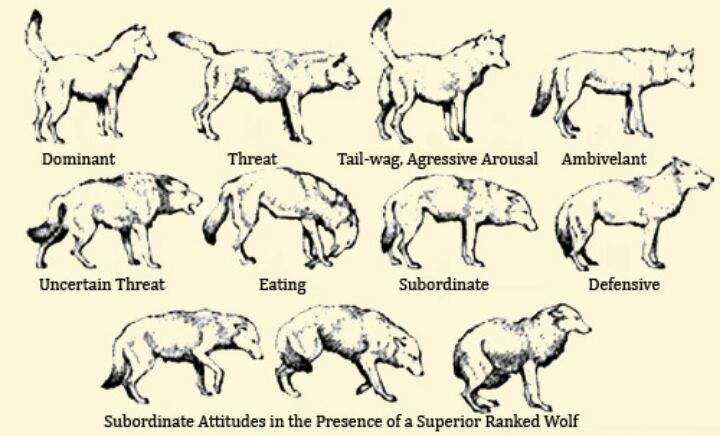 Arctic Wolf Life Cycle