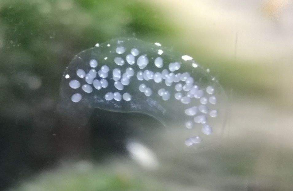 Uhh... Snail experts? Fishkeepers Amino Amino