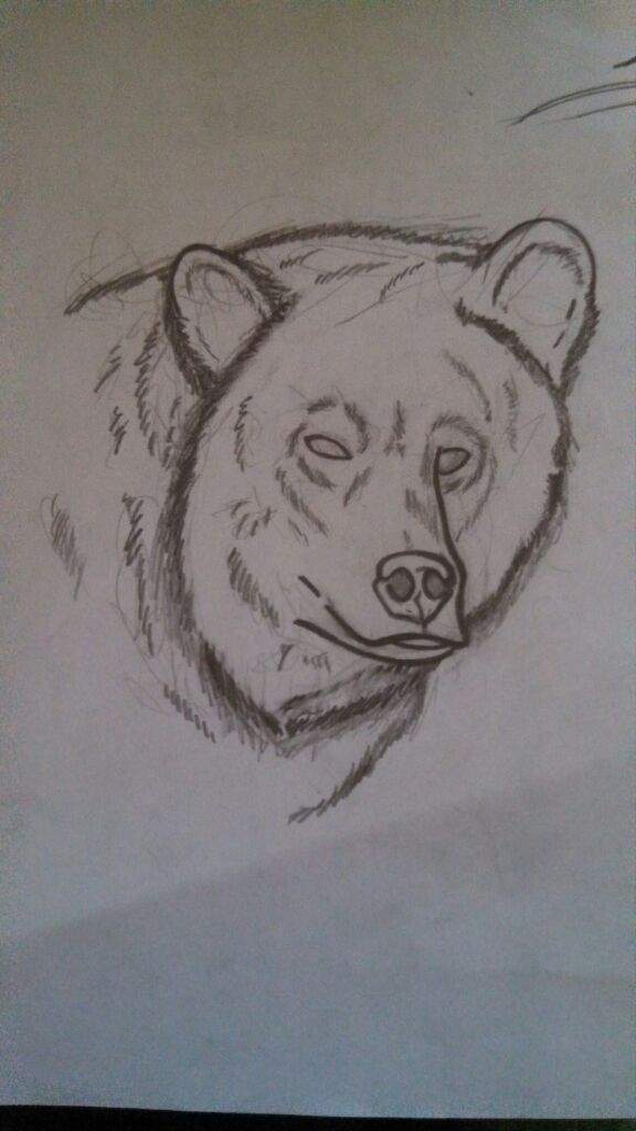 grizzly bear drawing realistic