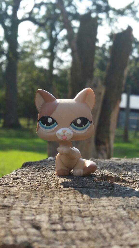 All My Lps Paw Up Cats LPS Amino