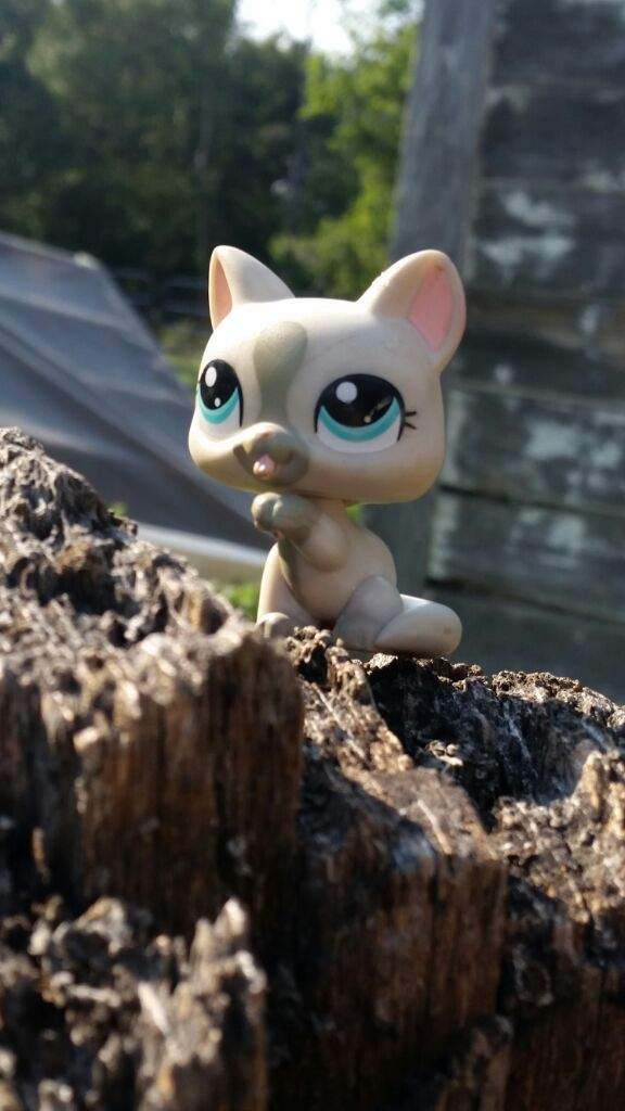 All My Lps Paw Up Cats LPS Amino