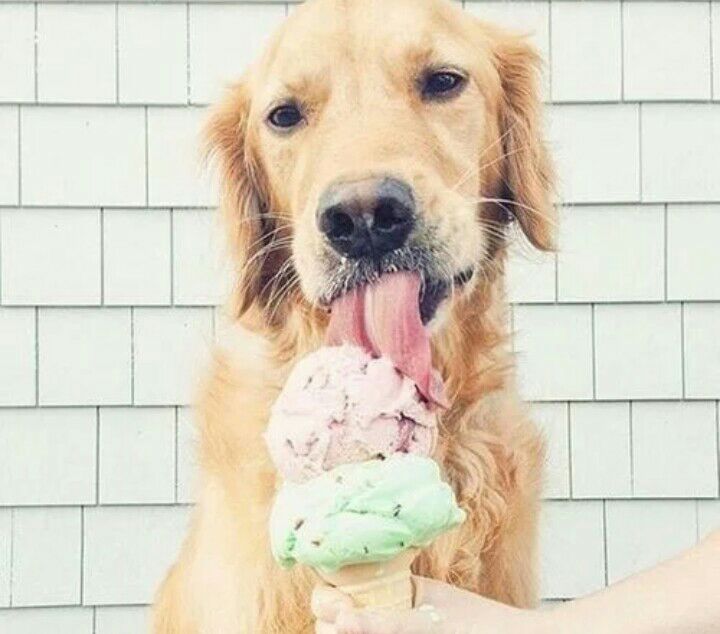 Ideas De Fotograf A Helado Chicas Estilo De Vida Amino