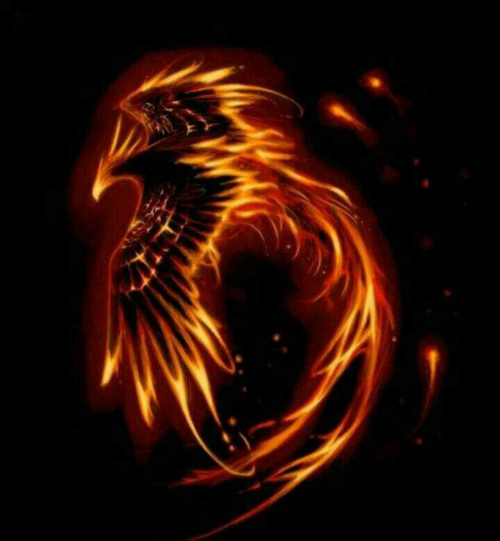 Fenix | Wiki | ð¥Planet Animalð¤ Amino