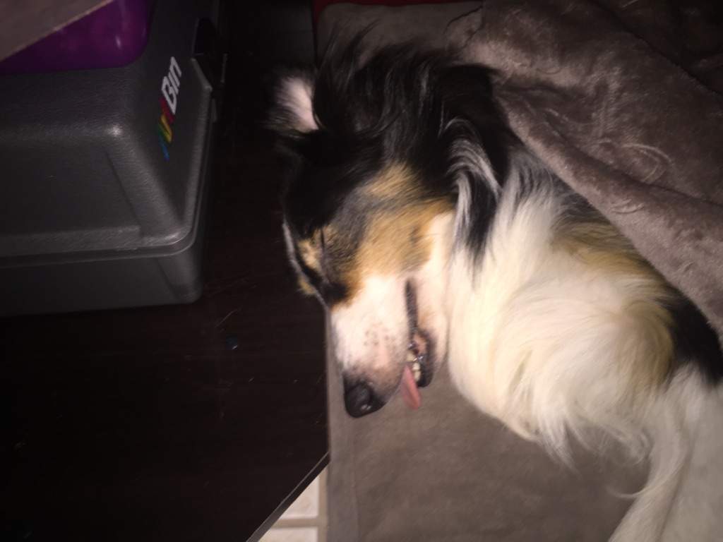 My dog sleeping in his new bed ^\\//^ Hyun's Dojo Amino