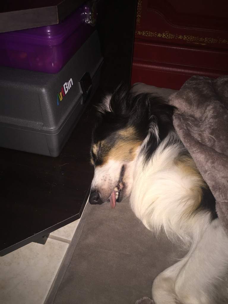 My dog sleeping in his new bed ^\\//^ Hyun's Dojo Amino