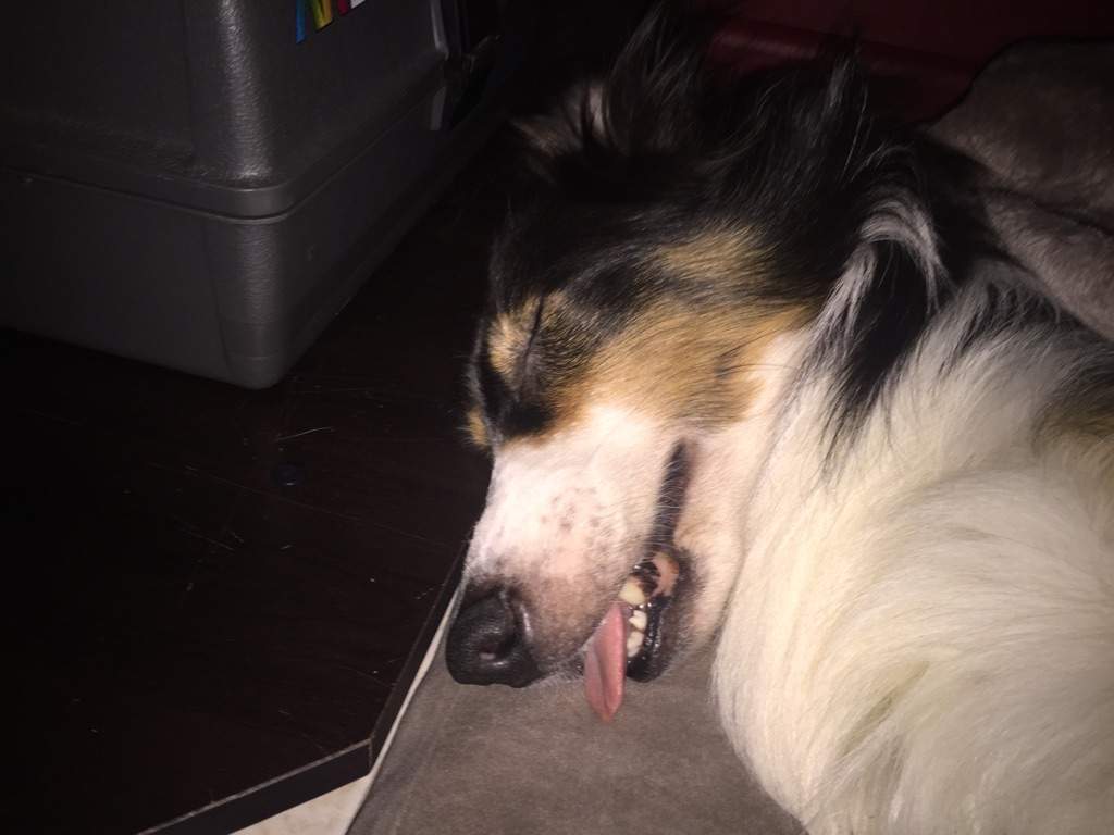 My dog sleeping in his new bed ^\\//^ Hyun's Dojo Amino