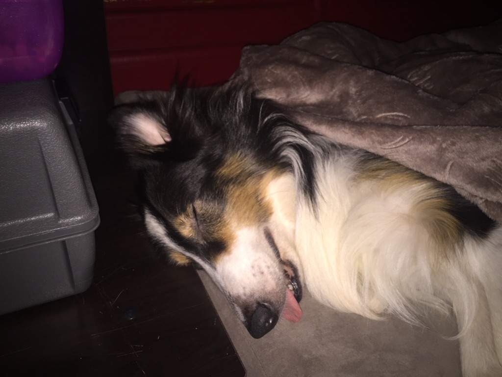 My dog sleeping in his new bed ^\\//^ Hyun's Dojo Amino