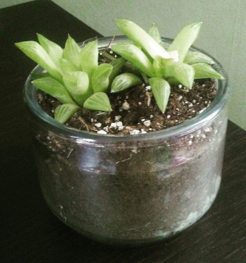 Succulents | Wiki | Pagans & Witches Amino