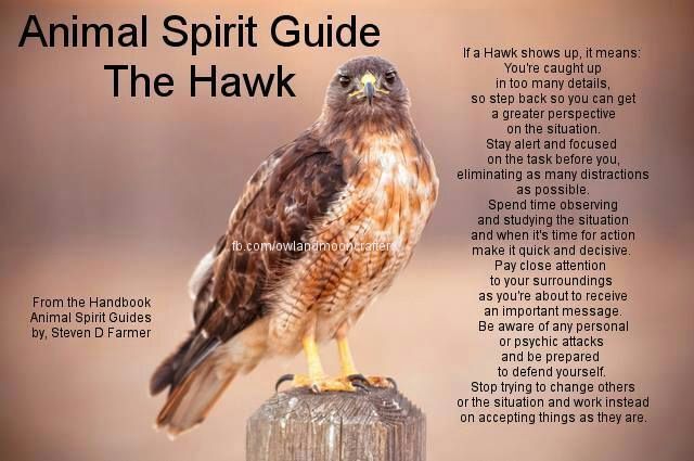 Familiars Spirit Animals Hawk Pagans Witches Amino