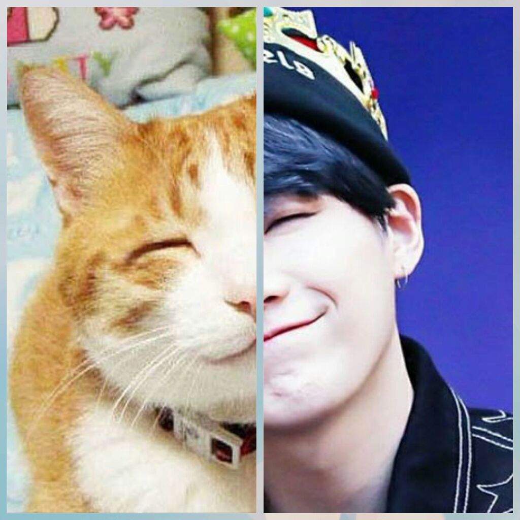 Suga+cat= 😻 | BTS ARMY's ☪︎ Amino