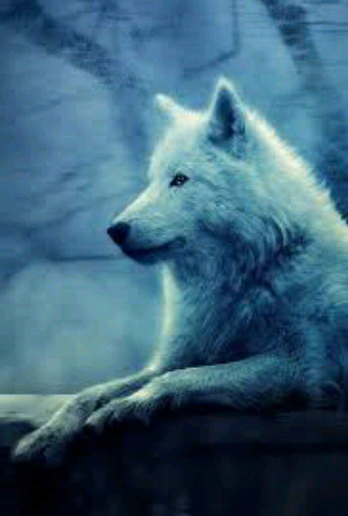 Walpaper Lobo 