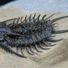 amino-The great arthropleura-236f88d5