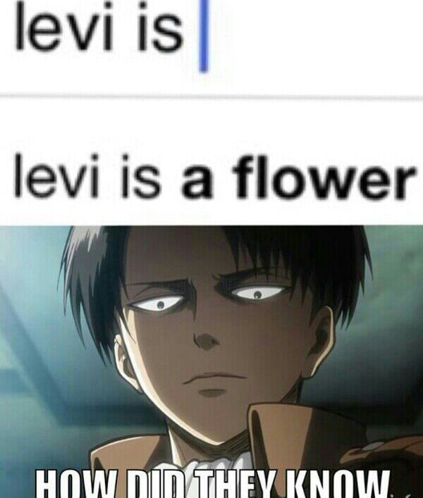 Levi is a flower. | Anime Amino