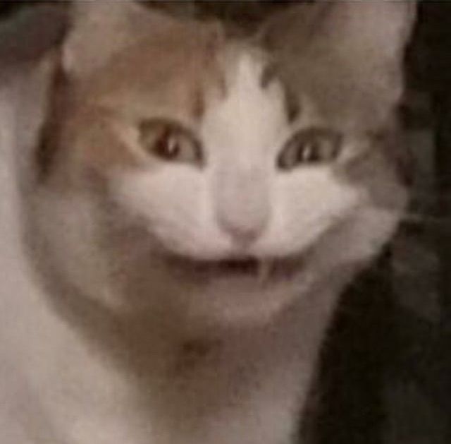 weird face cat