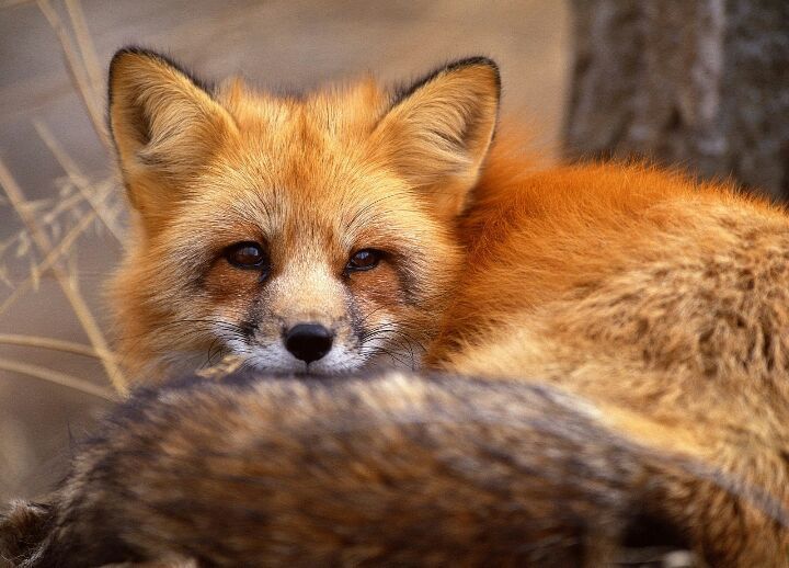 fun-facts-about-the-red-fox-wild-animals-amino