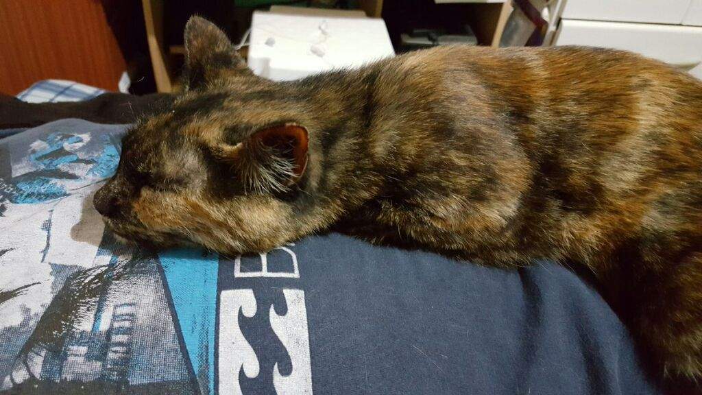 Croqueta Wiki 🌸•Yapura Meri Amino•🌸 Amino