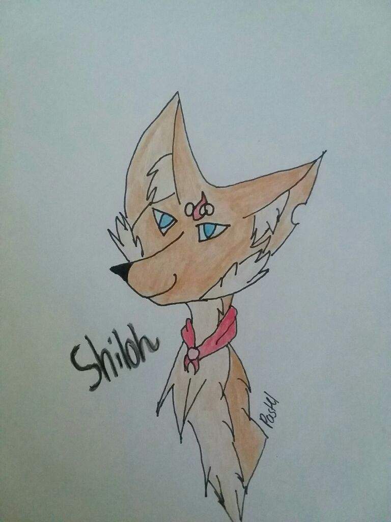 Shiloh A Old Oc Foxes Amino