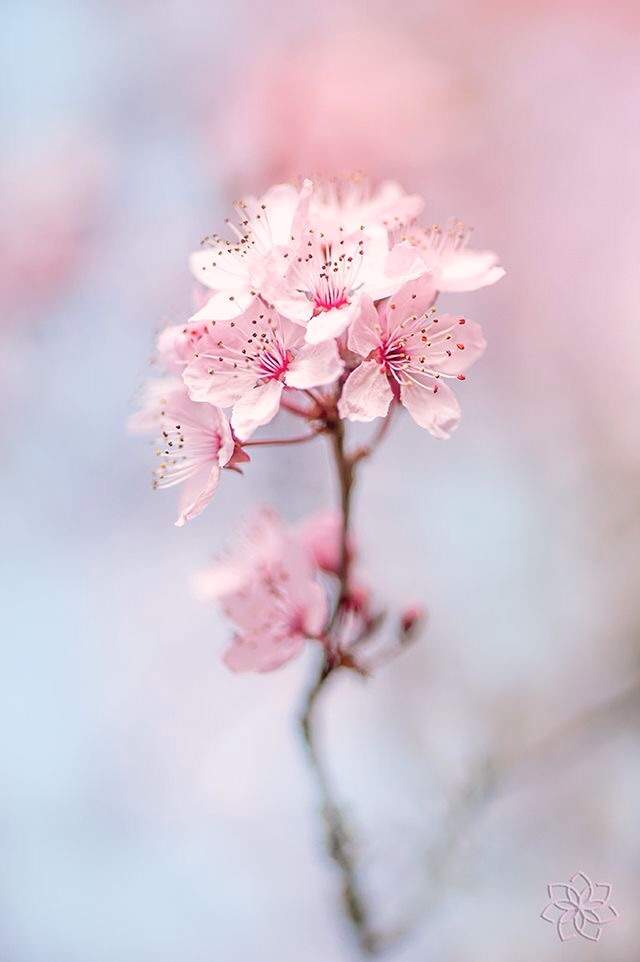Sakura Flower Meaning and Symbol | Japan Amino