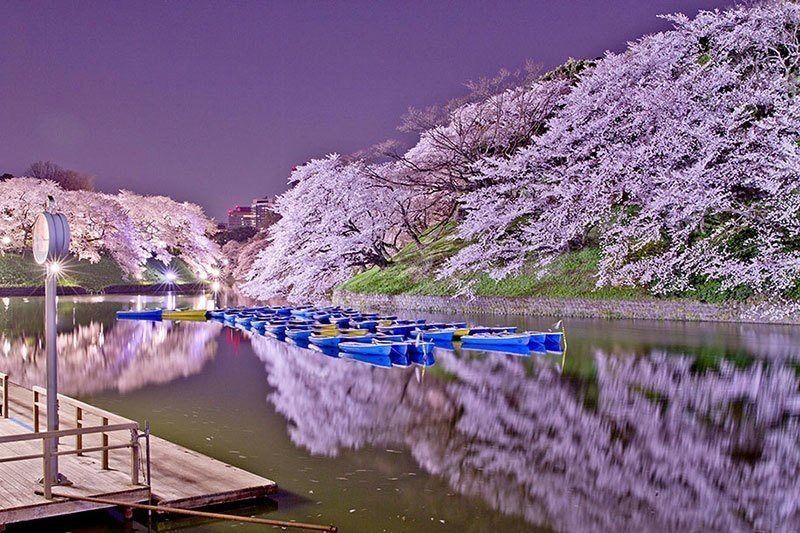 sakura-flower-meaning-and-symbol-japan-amino