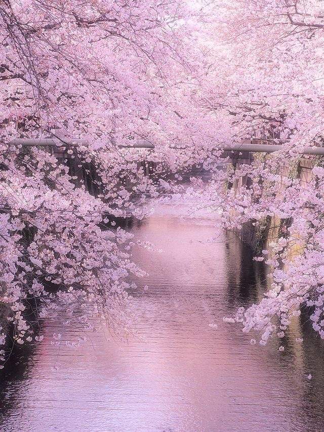 Sakura Flower Meaning and Symbol | Japan Amino