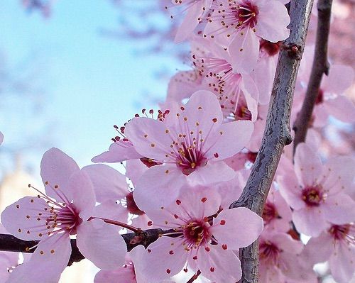 sakura-flower-meaning-and-symbol-japan-amino