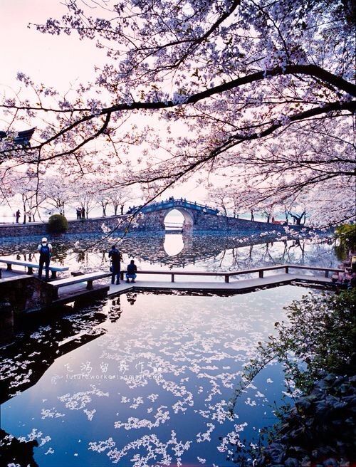 sakura-flower-meaning-and-symbol-japan-amino