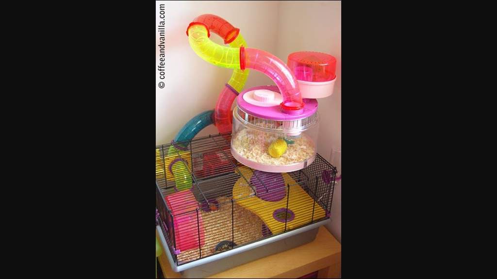 worst-hamster-cages-pt-2-hamsters-amino