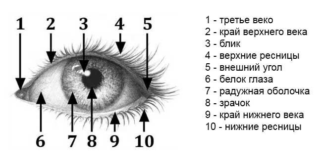 Перспектива рыбий глаз как рисовать