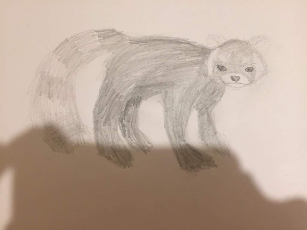 Realistic Red Panda Arts And Ocs Amino