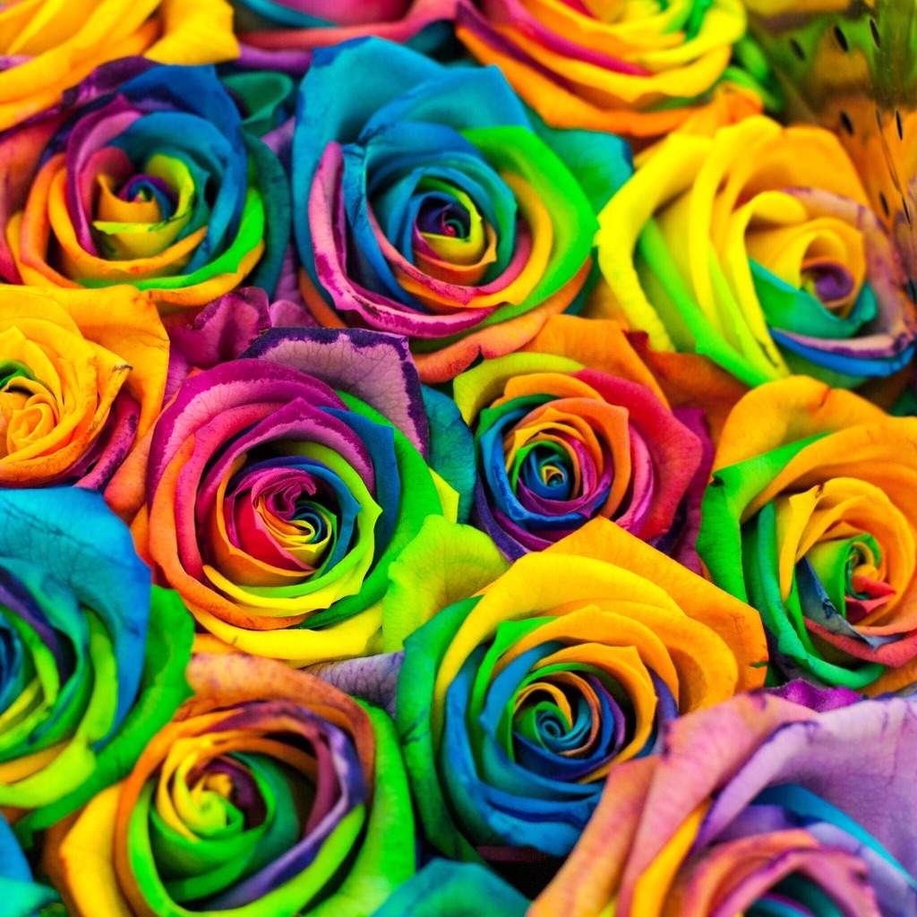 Aesthetic Rainbow Flowers Wallpaper - Wallpaper Hd New D7C