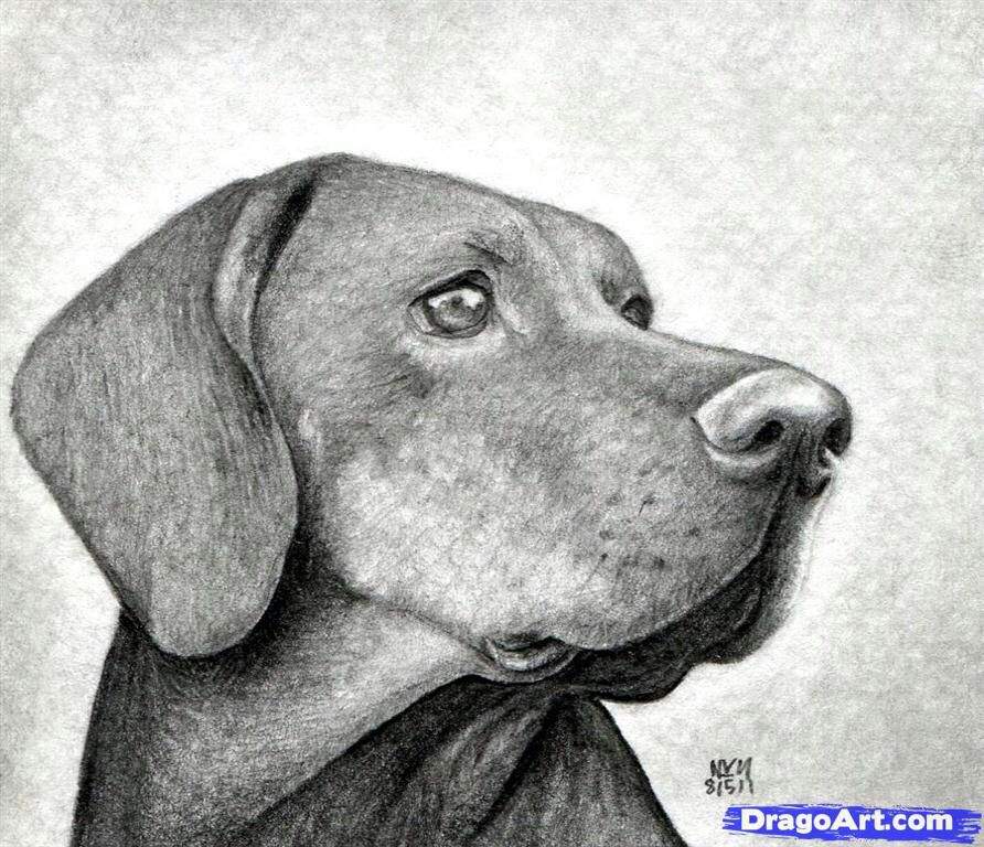 Featured image of post Como Dibujar Un Perro Realista O tienes tambi n otro tutorial para dibujar un perro m s realista bas ndote en figuras geom tricas