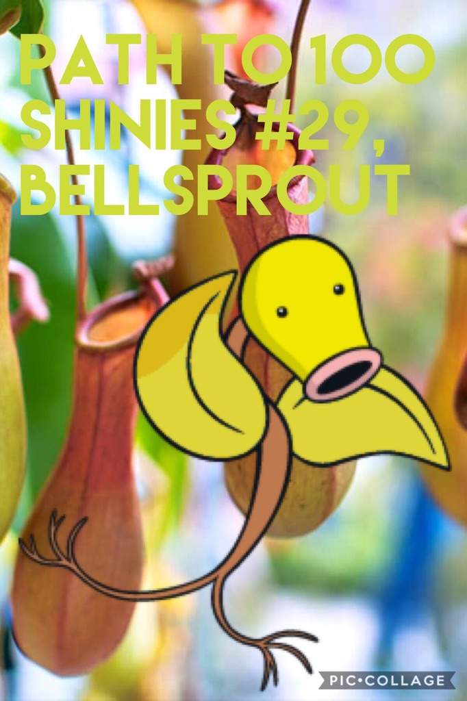 Path To Shinies Bellsprout Shiny Pokemon Amino Amino